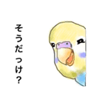 ウロコインコとセキセイ兄さんズ（個別スタンプ：7）
