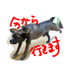 pikorinu（個別スタンプ：2）