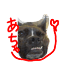 pikorinu（個別スタンプ：5）