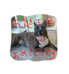 pikorinu（個別スタンプ：8）
