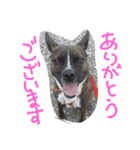 pikorinu（個別スタンプ：11）
