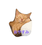 茶トラさんのスタンプ（個別スタンプ：3）
