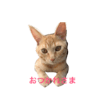 茶トラさんのスタンプ（個別スタンプ：4）