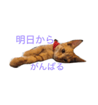 茶トラさんのスタンプ（個別スタンプ：7）