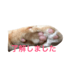 茶トラさんのスタンプ（個別スタンプ：10）