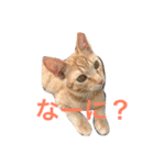 茶トラさんのスタンプ（個別スタンプ：12）