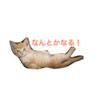 茶トラさんのスタンプ（個別スタンプ：15）