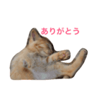 茶トラさんのスタンプ（個別スタンプ：16）