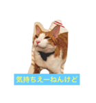 茶白猫の関西弁（個別スタンプ：1）