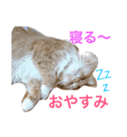 蓮とエルフ（個別スタンプ：2）