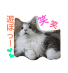 蓮とエルフ（個別スタンプ：3）