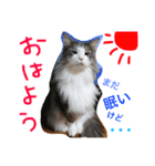 蓮とエルフ（個別スタンプ：5）