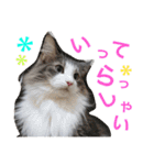 蓮とエルフ（個別スタンプ：7）