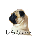 フレブルとパグの日常（個別スタンプ：6）