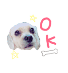 ramu dog（個別スタンプ：1）