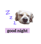 ramu dog（個別スタンプ：2）