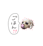 ramu dog（個別スタンプ：3）