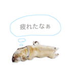 ramu dog（個別スタンプ：4）
