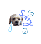 ramu dog（個別スタンプ：5）