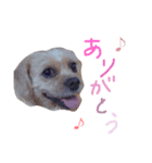 ramu dog（個別スタンプ：6）