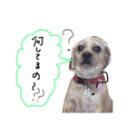 ramu dog（個別スタンプ：7）