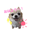 はぴはぴはぴちゃん（個別スタンプ：1）