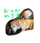 ラブラドールニコ（個別スタンプ：4）
