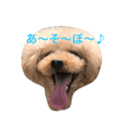 トイプードルのアポコロちゃん。秋編（個別スタンプ：1）