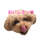 トイプードルのアポコロちゃん。秋編（個別スタンプ：4）