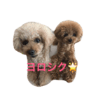 トイプードルのアポコロちゃん。秋編（個別スタンプ：9）