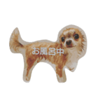 かわいいチワワの日常（個別スタンプ：4）