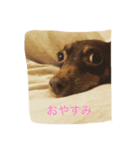 cocophoto（個別スタンプ：5）
