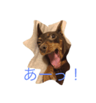 cocophoto（個別スタンプ：7）