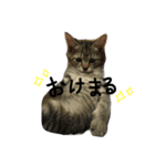 ぶーたろさんすたんぷ（個別スタンプ：7）