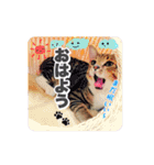 ねこまみれ♪（個別スタンプ：1）