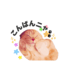 ねこまみれ♪（個別スタンプ：3）