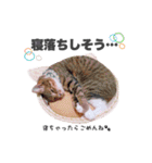 ねこまみれ♪（個別スタンプ：4）