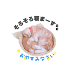 ねこまみれ♪（個別スタンプ：5）