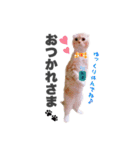 ねこまみれ♪（個別スタンプ：6）