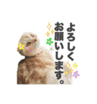 ねこまみれ♪（個別スタンプ：8）
