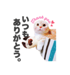 ねこまみれ♪（個別スタンプ：10）