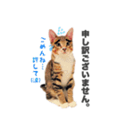 ねこまみれ♪（個別スタンプ：11）