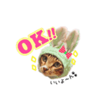 ねこまみれ♪（個別スタンプ：12）