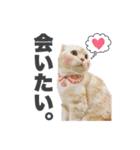 ねこまみれ♪（個別スタンプ：15）