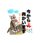 ねこまみれ♪（個別スタンプ：16）