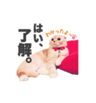 ねこまみれ♪（個別スタンプ：18）