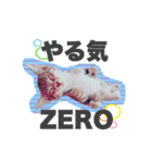 ねこまみれ♪（個別スタンプ：19）