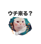 ねこまみれ♪（個別スタンプ：20）