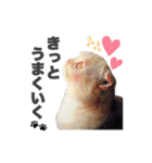 ねこまみれ♪（個別スタンプ：22）