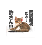 ねこまみれ♪（個別スタンプ：23）
